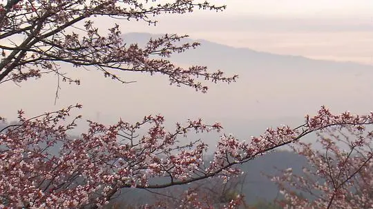 樱花剧照