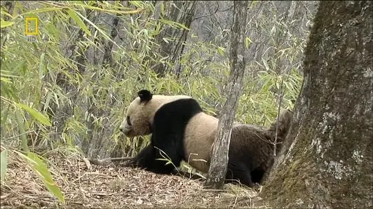 国家地理 - 大熊猫剧照