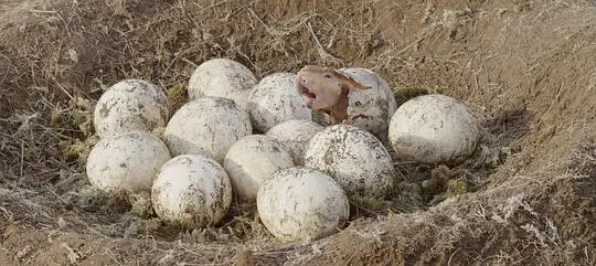 与恐龙同行剧照