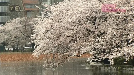 纪实72小时 上野公园 盛开的樱花剧照