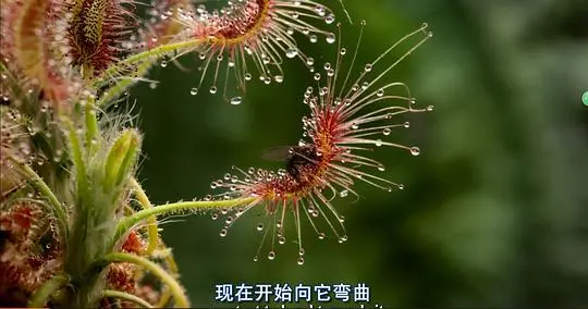 植物王国剧照