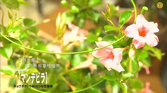 植物男子阳台星人剧照