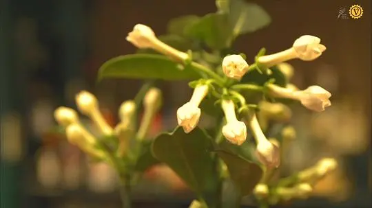 植物男子阳台星人剧照